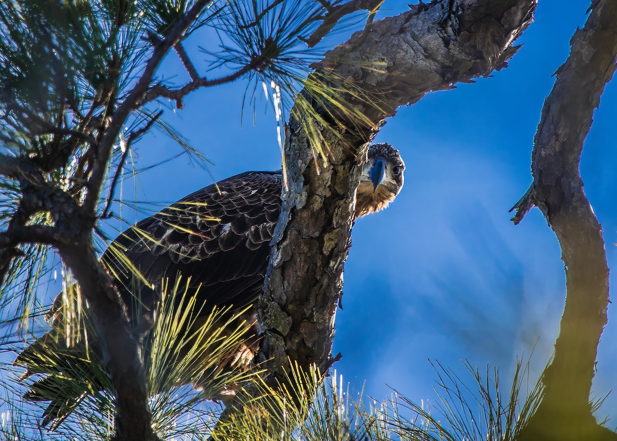 Weißkopf-Seeadler - ML617754429