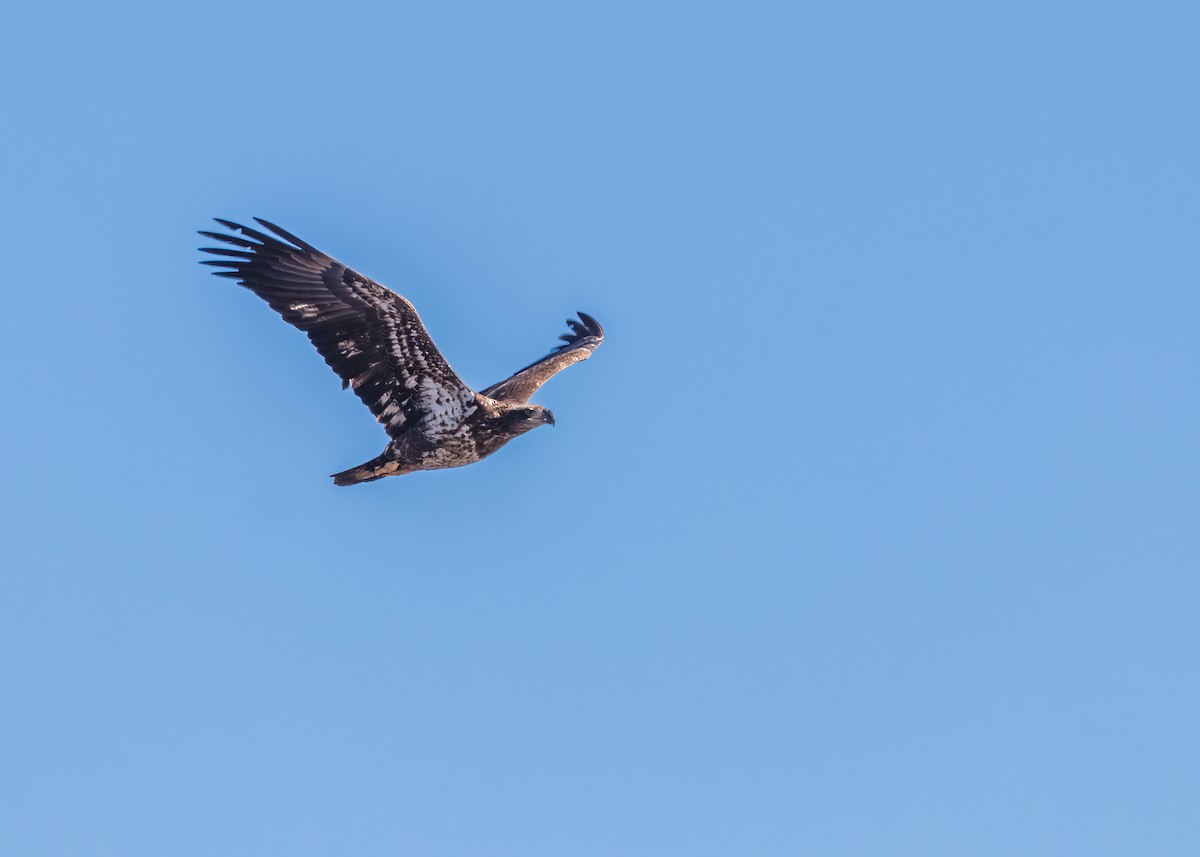 Weißkopf-Seeadler - ML617754440