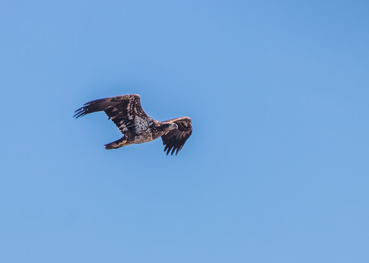 Bald Eagle - ML617754441