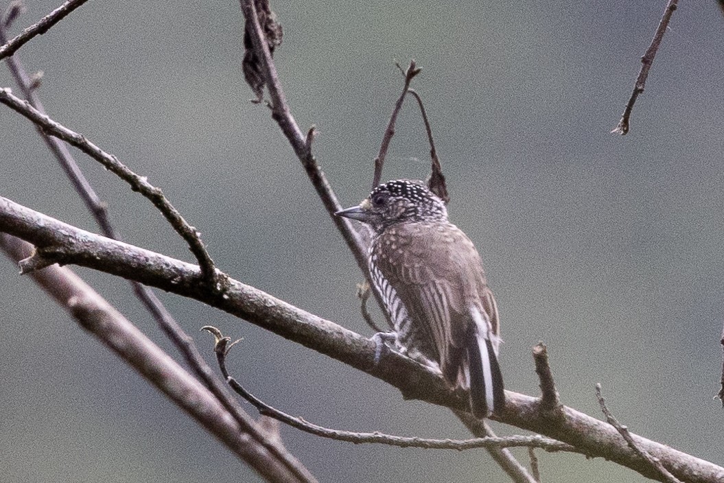 Speckle-chested Piculet - ML617754452