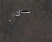 小鷗 - ML617754473