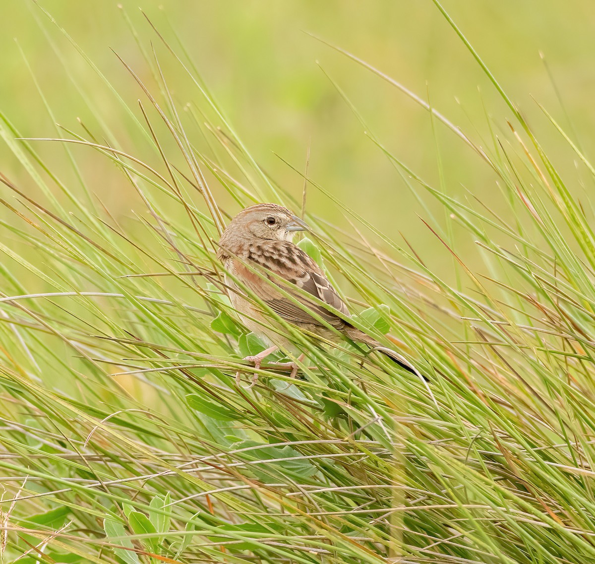 Botteri's Sparrow - Charlie Plimpton