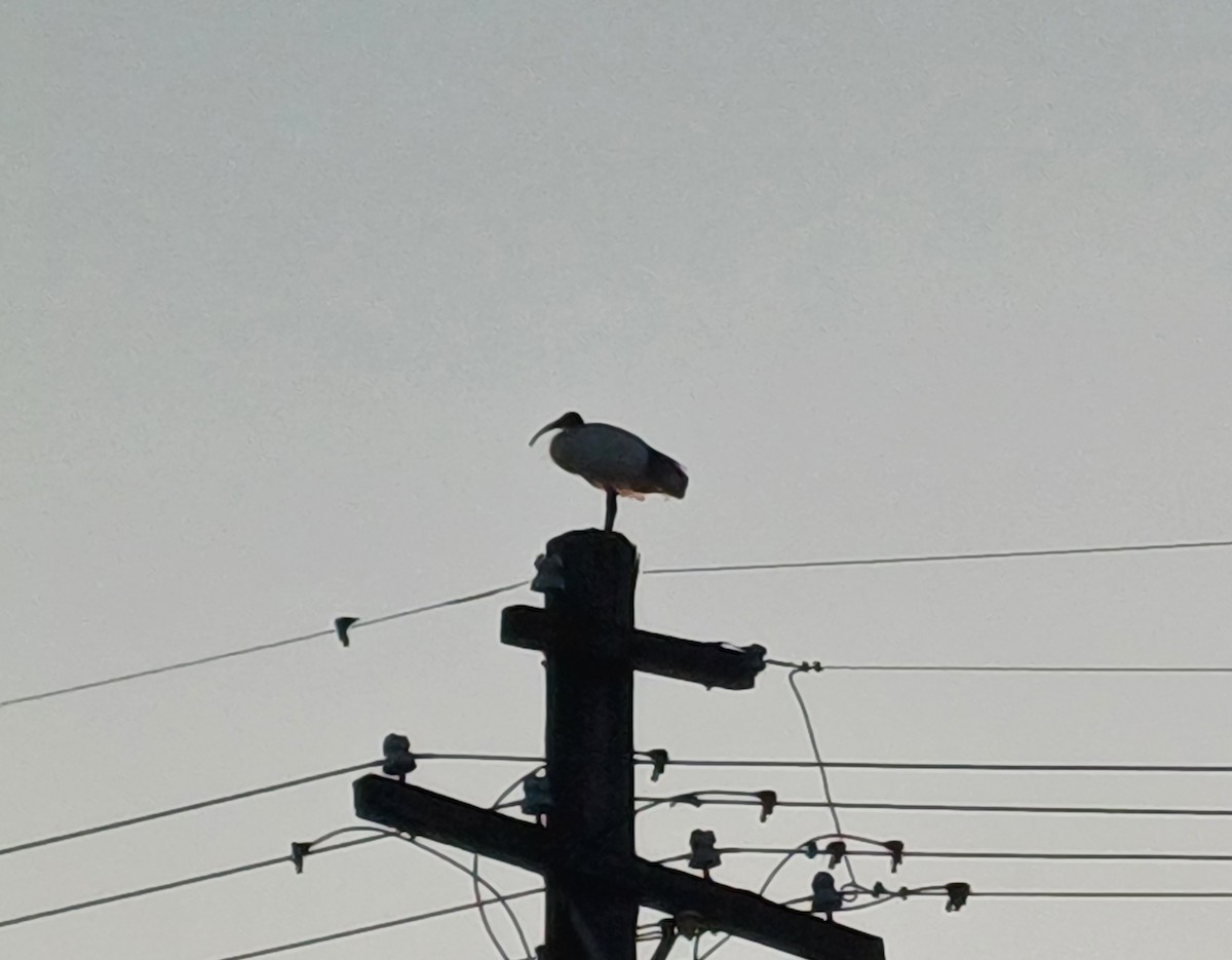 Australian Ibis - ML617754510