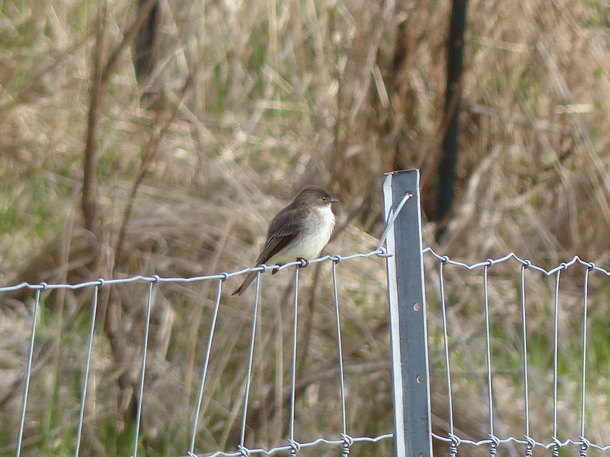 Eastern Phoebe - Arthur Crison