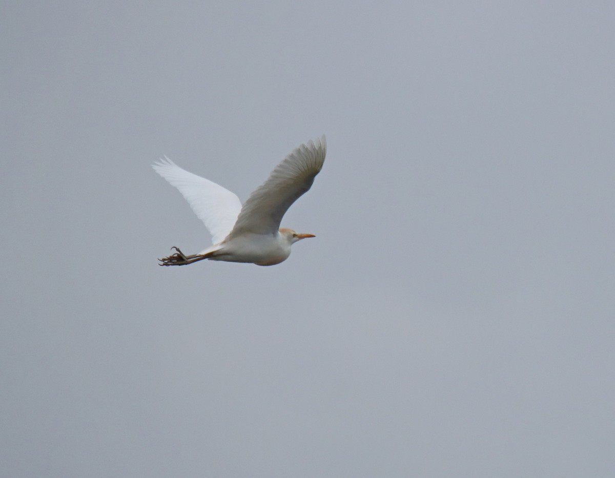 Western Cattle Egret - ML617754574