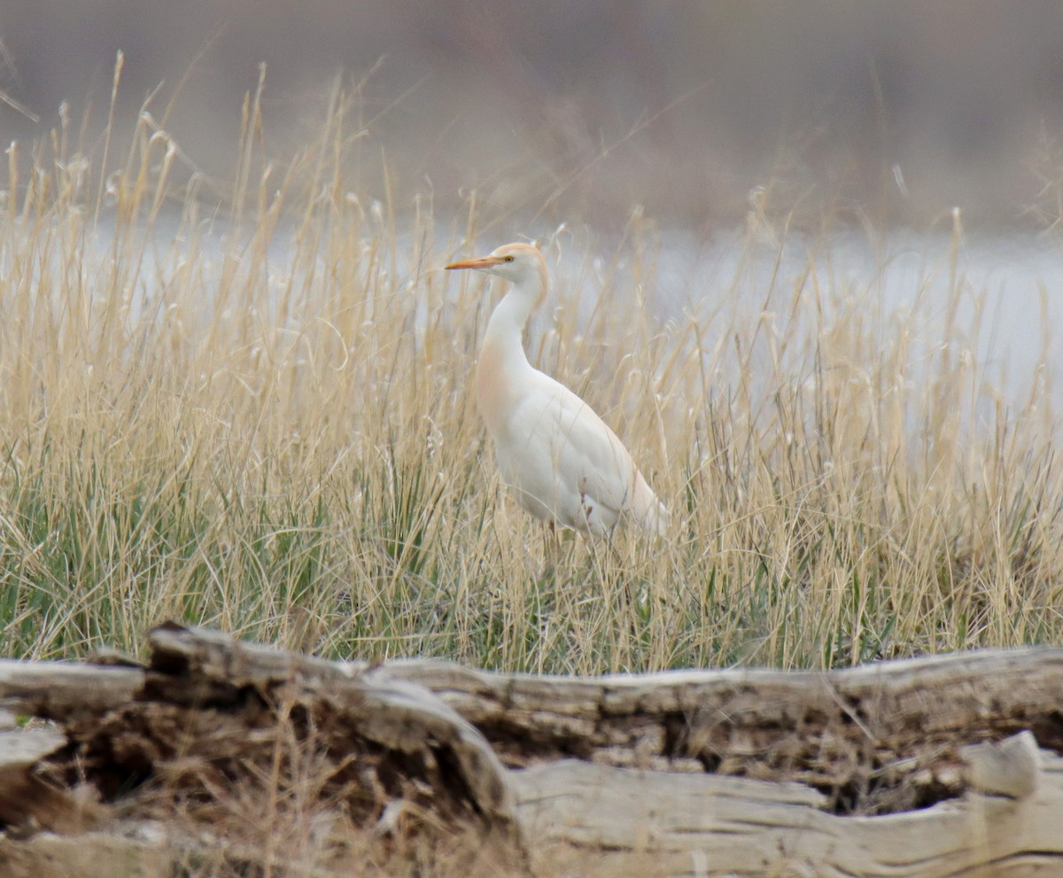 Western Cattle Egret - ML617754575