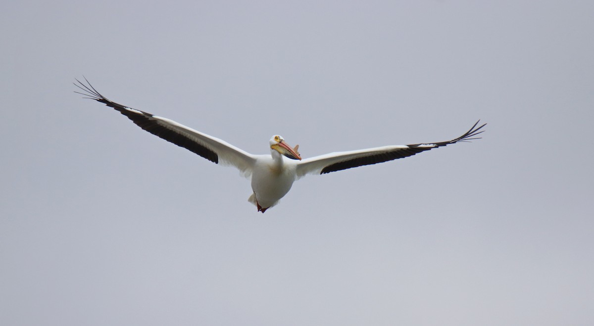 American White Pelican - ML617754592