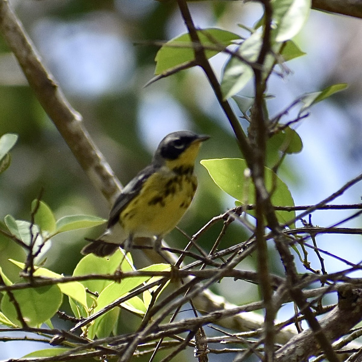 Magnolia Warbler - ML617754596