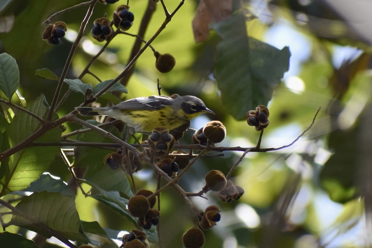 Magnolia Warbler - ML617754597