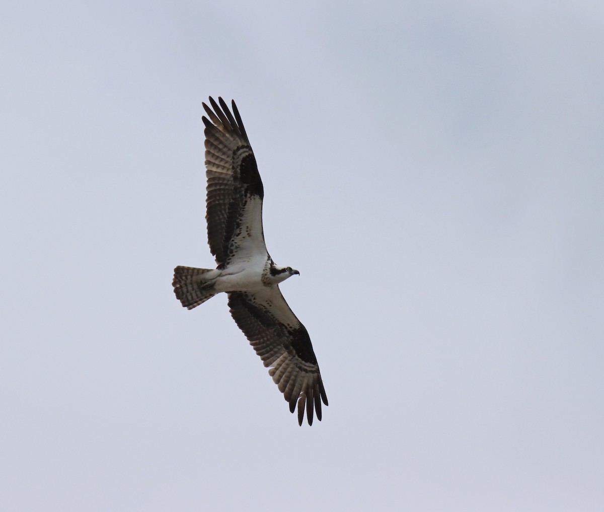 Balbuzard pêcheur - ML617754609