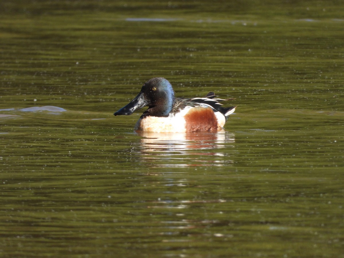 Northern Shoveler - P Chappell