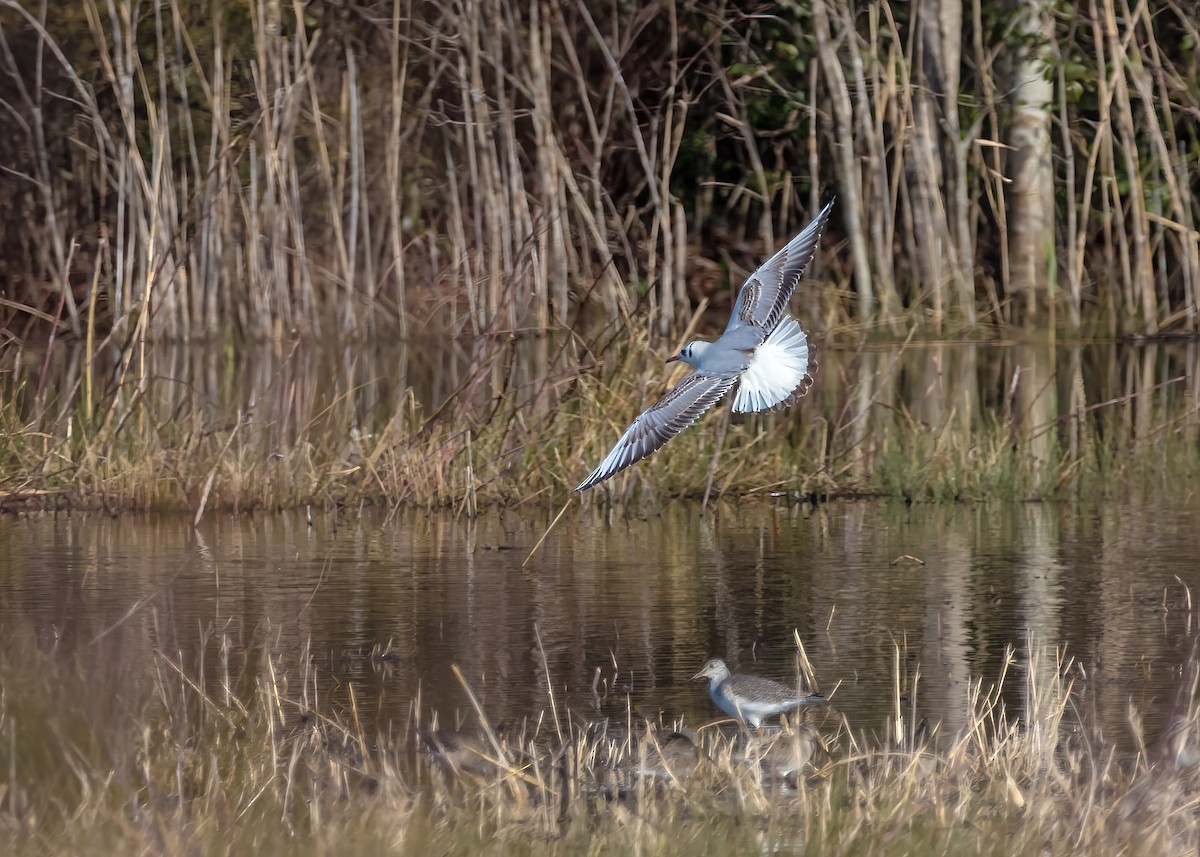 Mouette rieuse - ML617754647