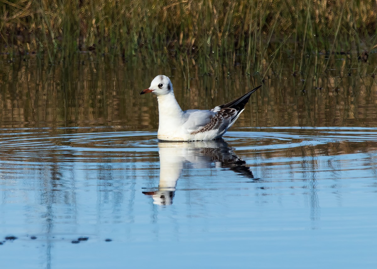 Black-headed Gull - ML617754648