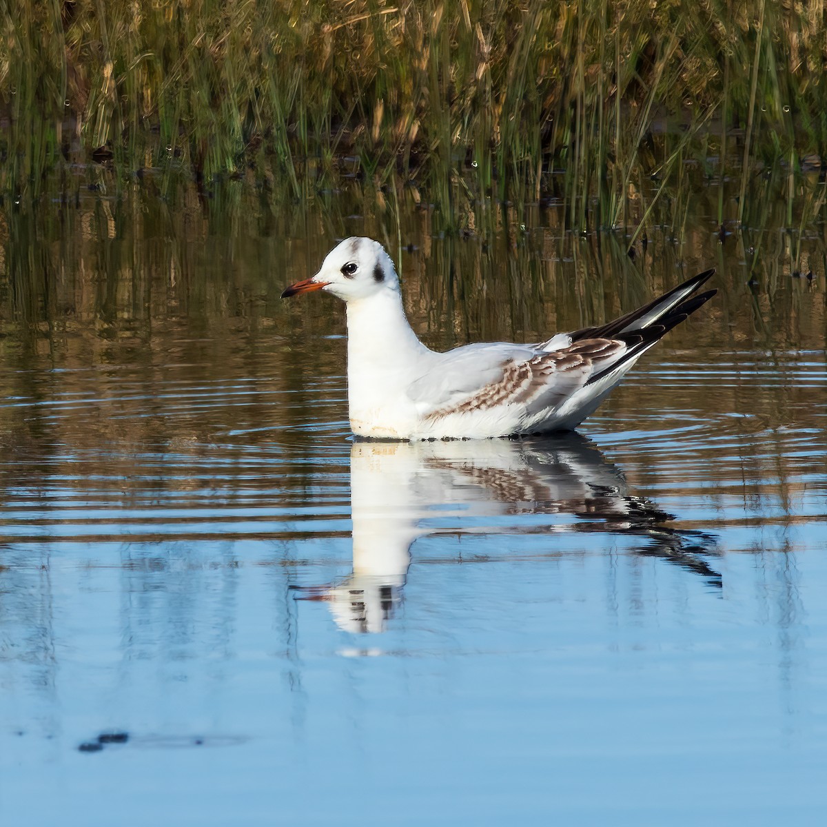 Black-headed Gull - ML617754651