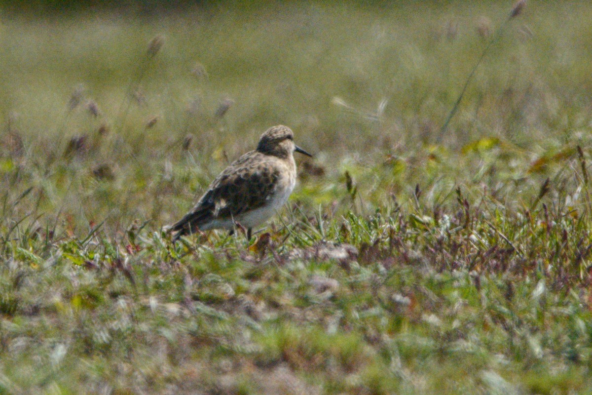 Southern Lapwing - ML617754667