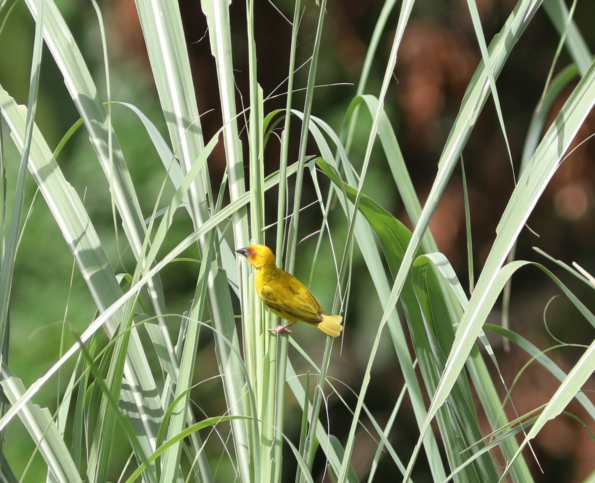 African Golden-Weaver - ML617754671