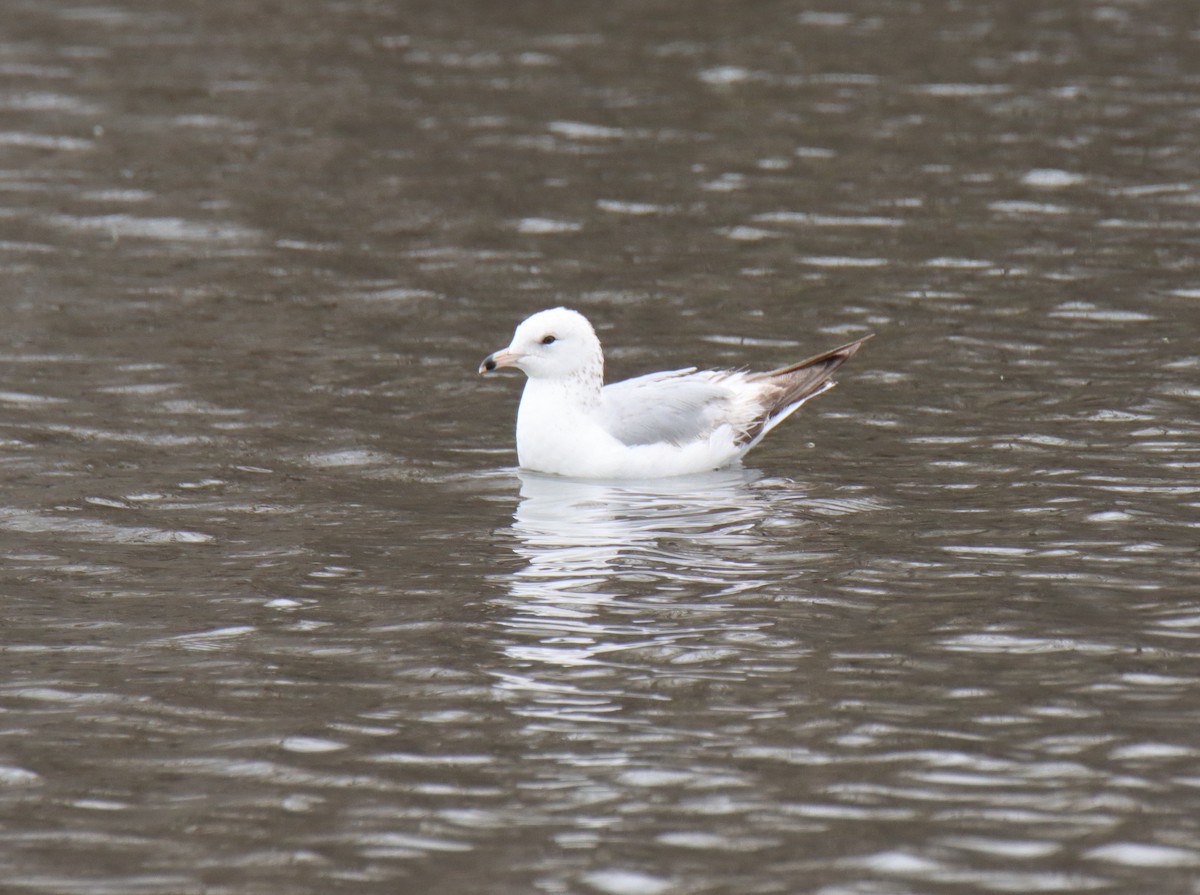 Ring-billed Gull - ML617754672