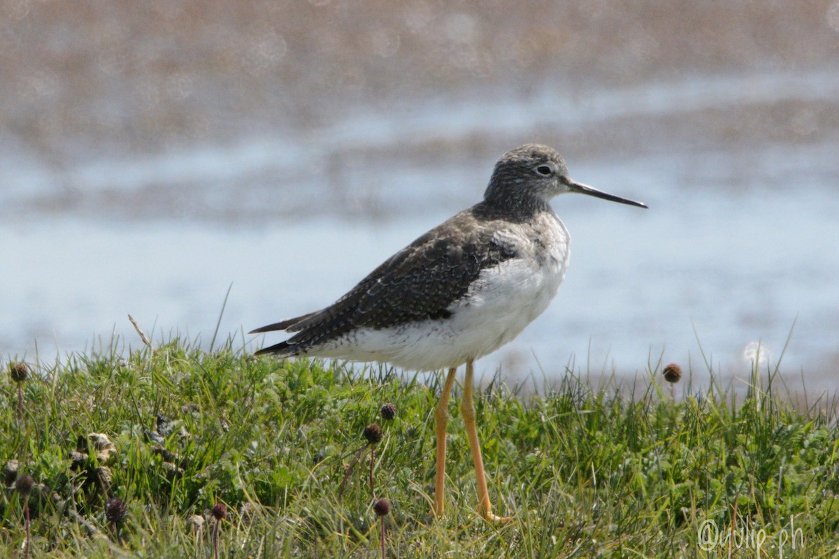 Greater Yellowlegs - ML617754681