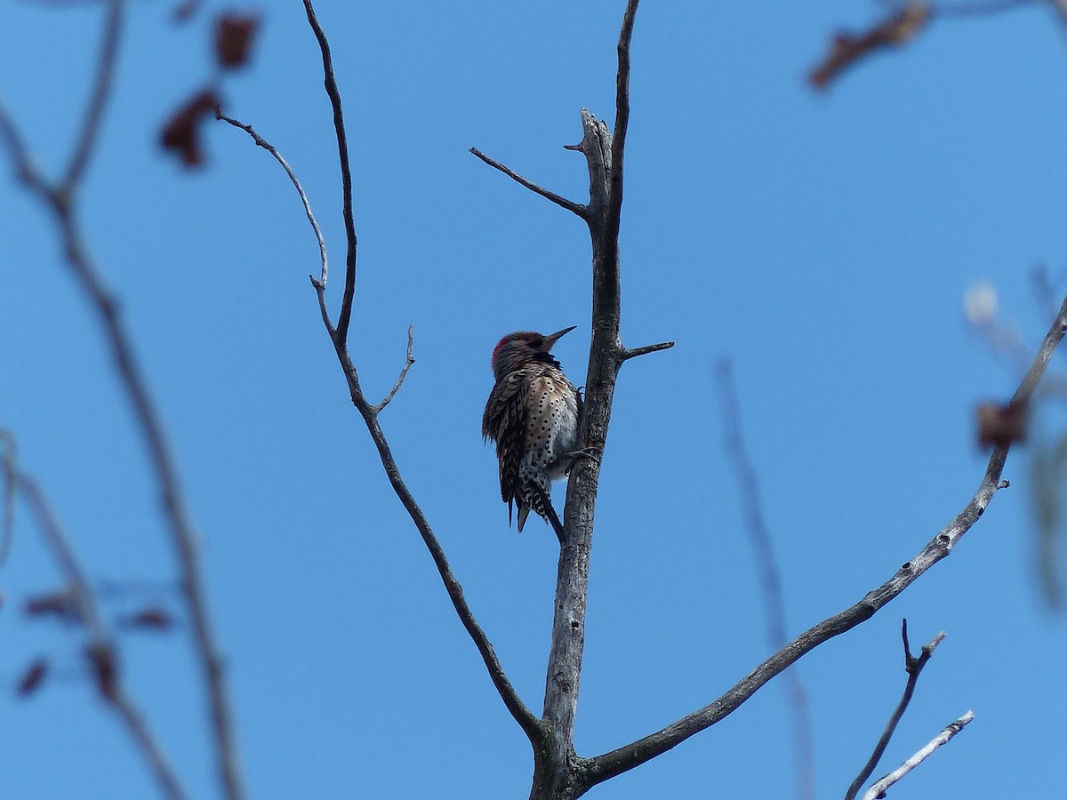 Northern Flicker - Arthur Crison