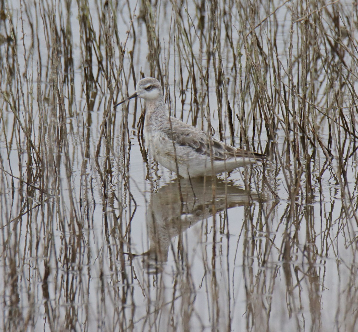 Phalarope de Wilson - ML617754696