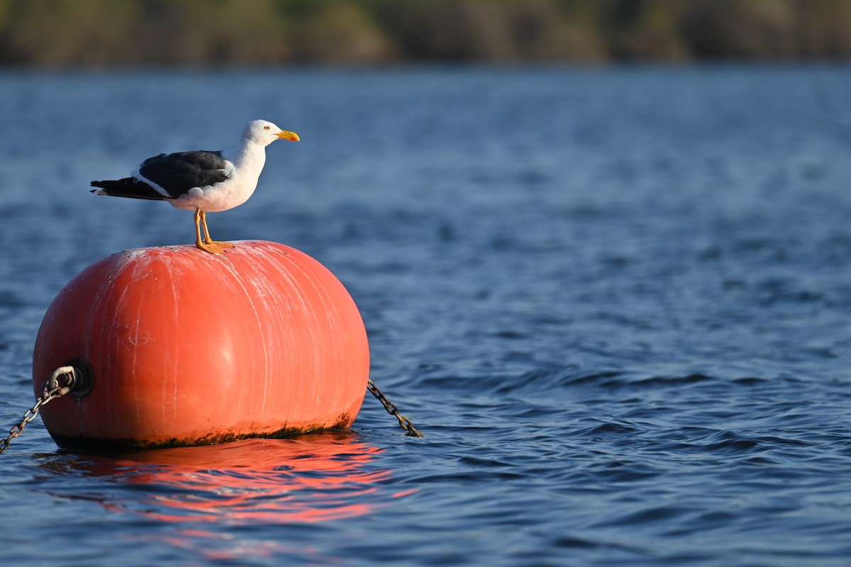 Yellow-footed Gull - ML617754727