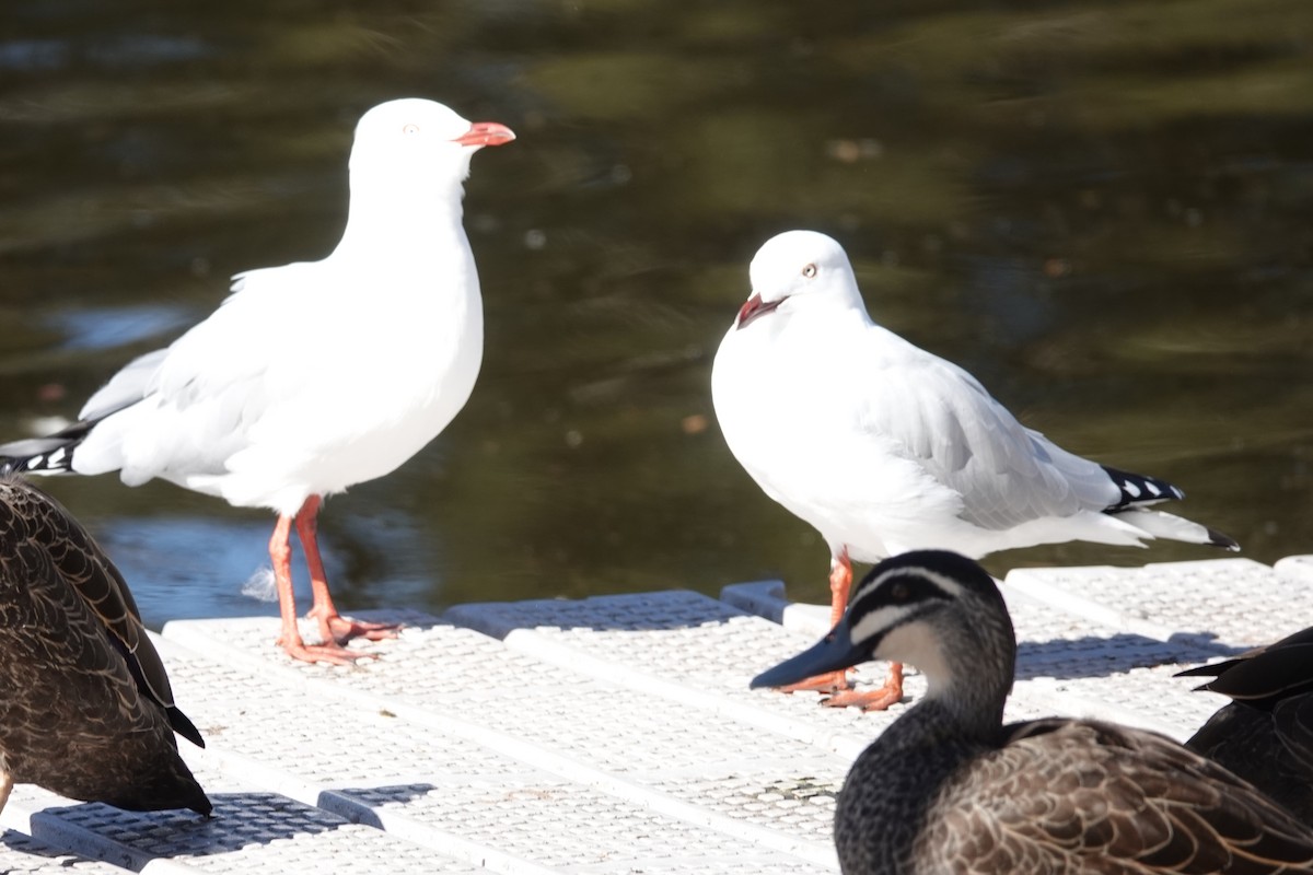 Silver Gull (Silver) - Alan Coates