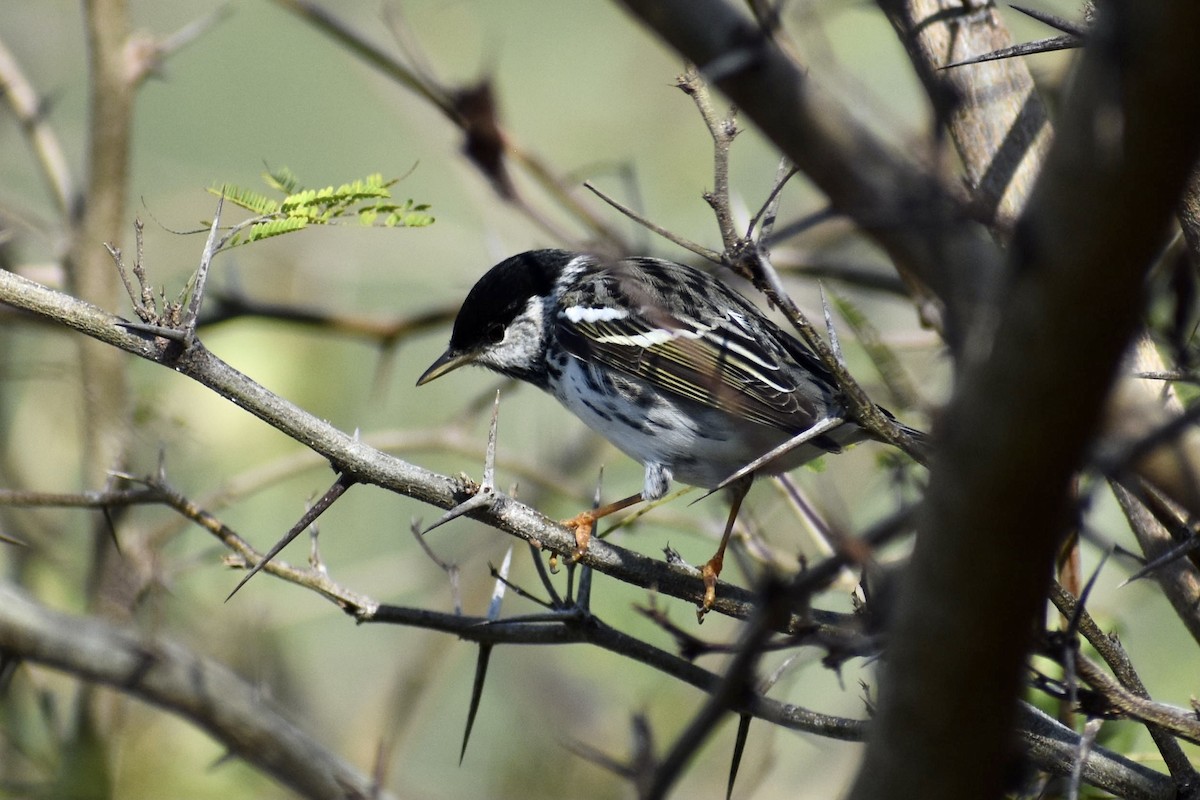 Blackpoll Warbler - Alexis  Callejas Segura