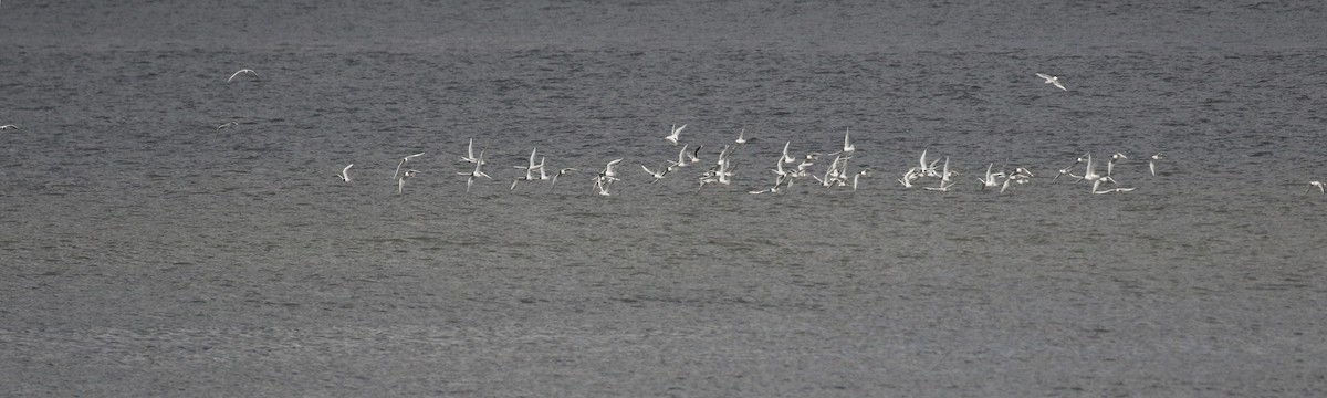 Bonaparte's Gull - ML617754753
