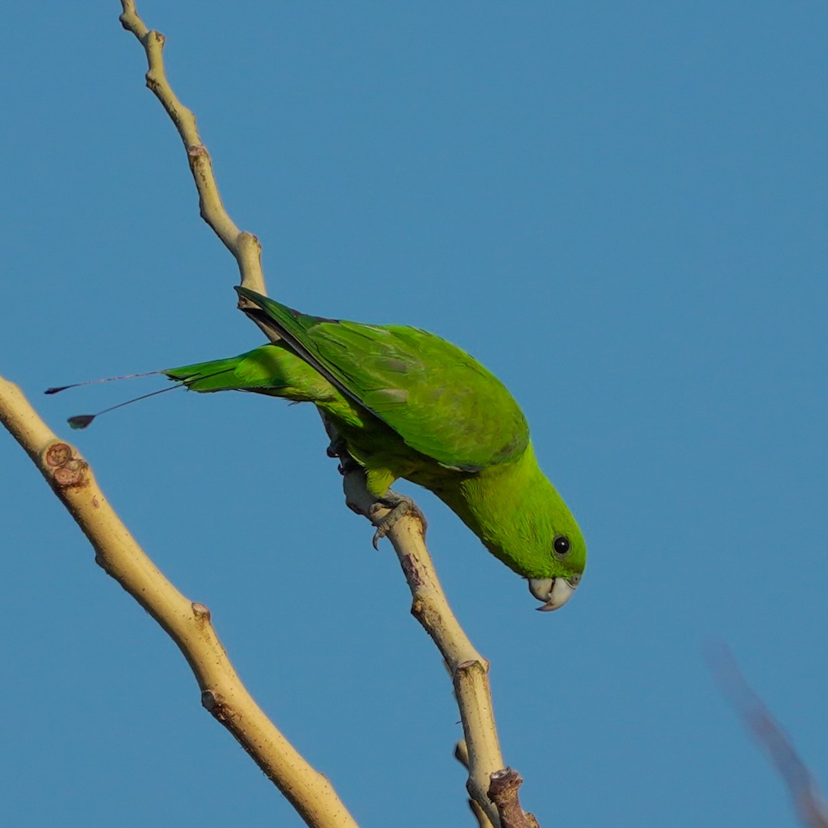 Папужець-віхтьохвіст зелений - ML617754755