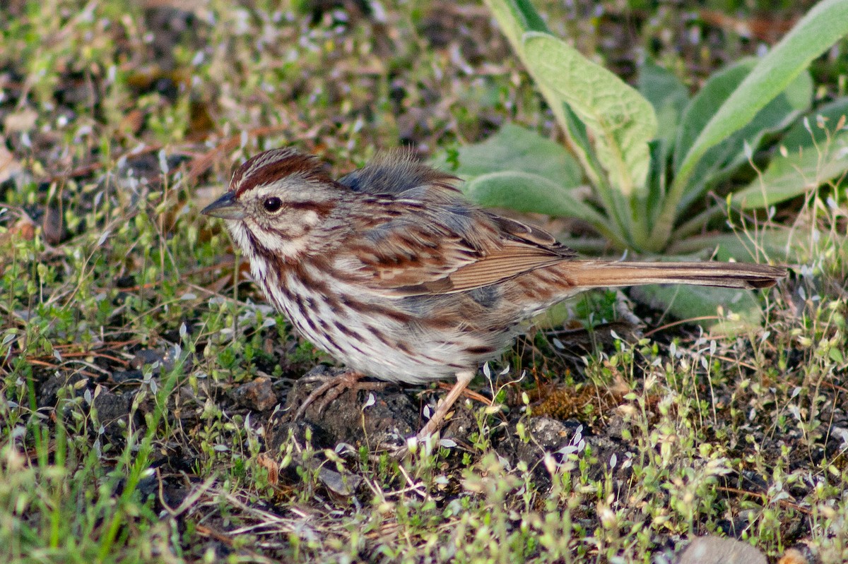 Song Sparrow - ML617754799