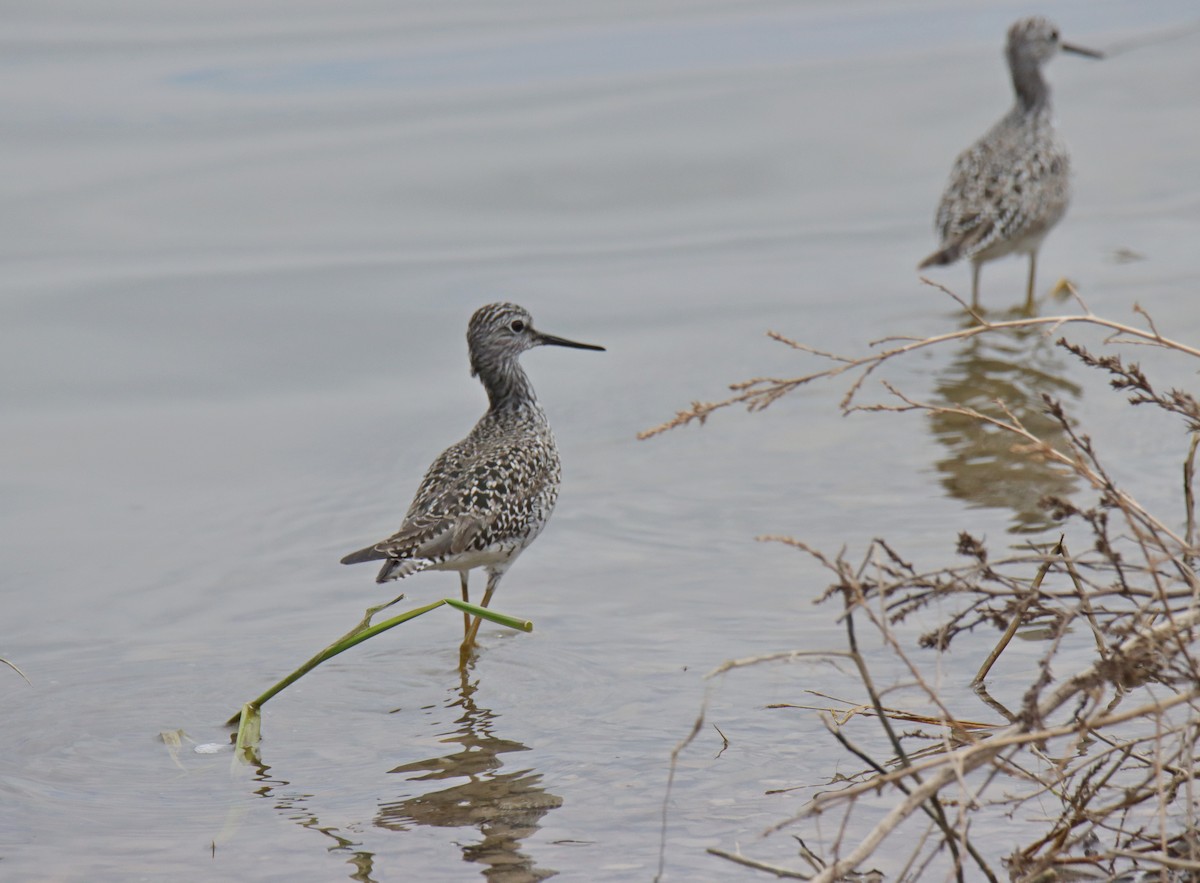 Lesser Yellowlegs - ML617754802