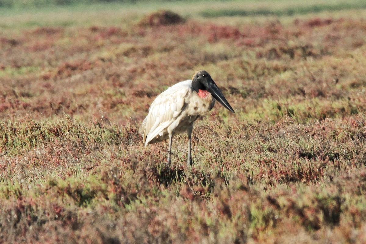 Jabiru - ML617754809