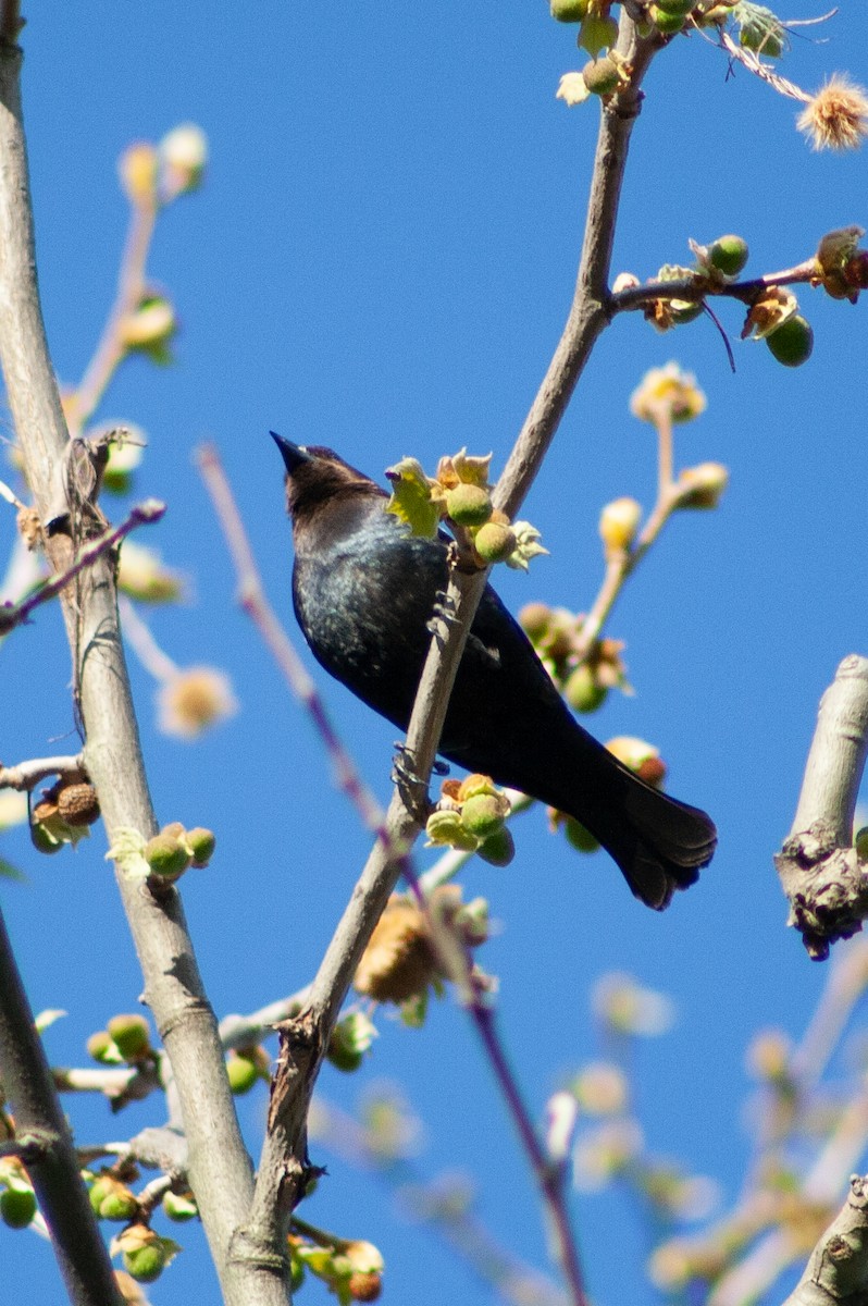 Brown-headed Cowbird - ML617754844