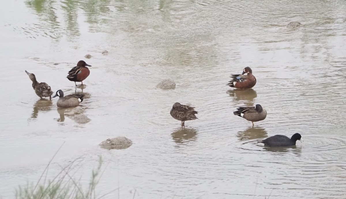 Blue-winged x Cinnamon Teal (hybrid) - ML617754847