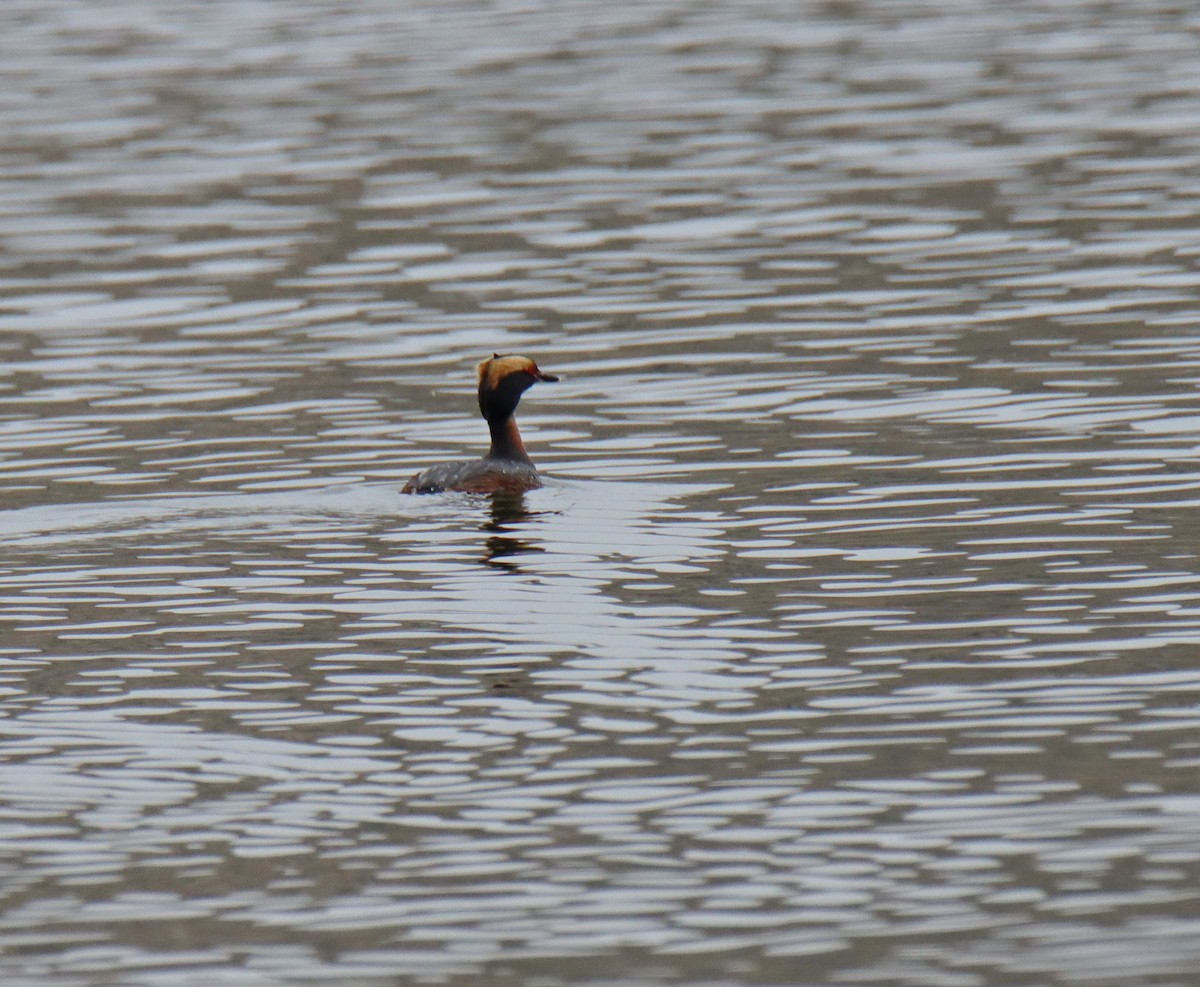 Horned Grebe - ML617754867