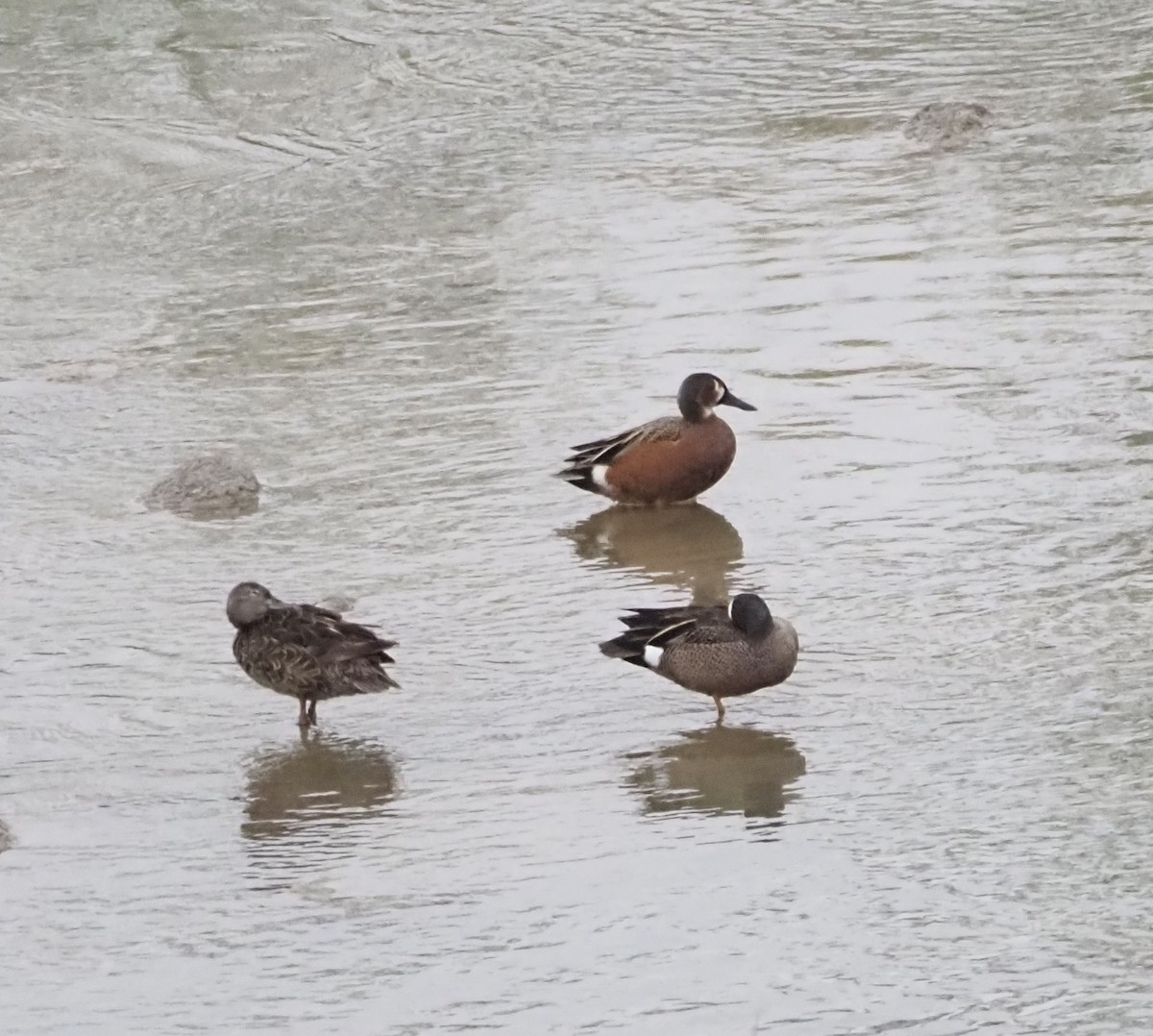 Blue-winged x Cinnamon Teal (hybrid) - ML617754871