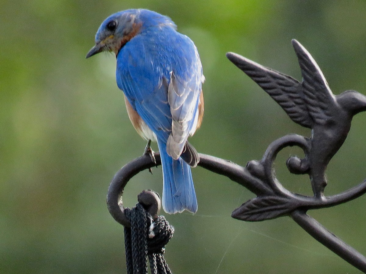 Eastern Bluebird - ML617754876