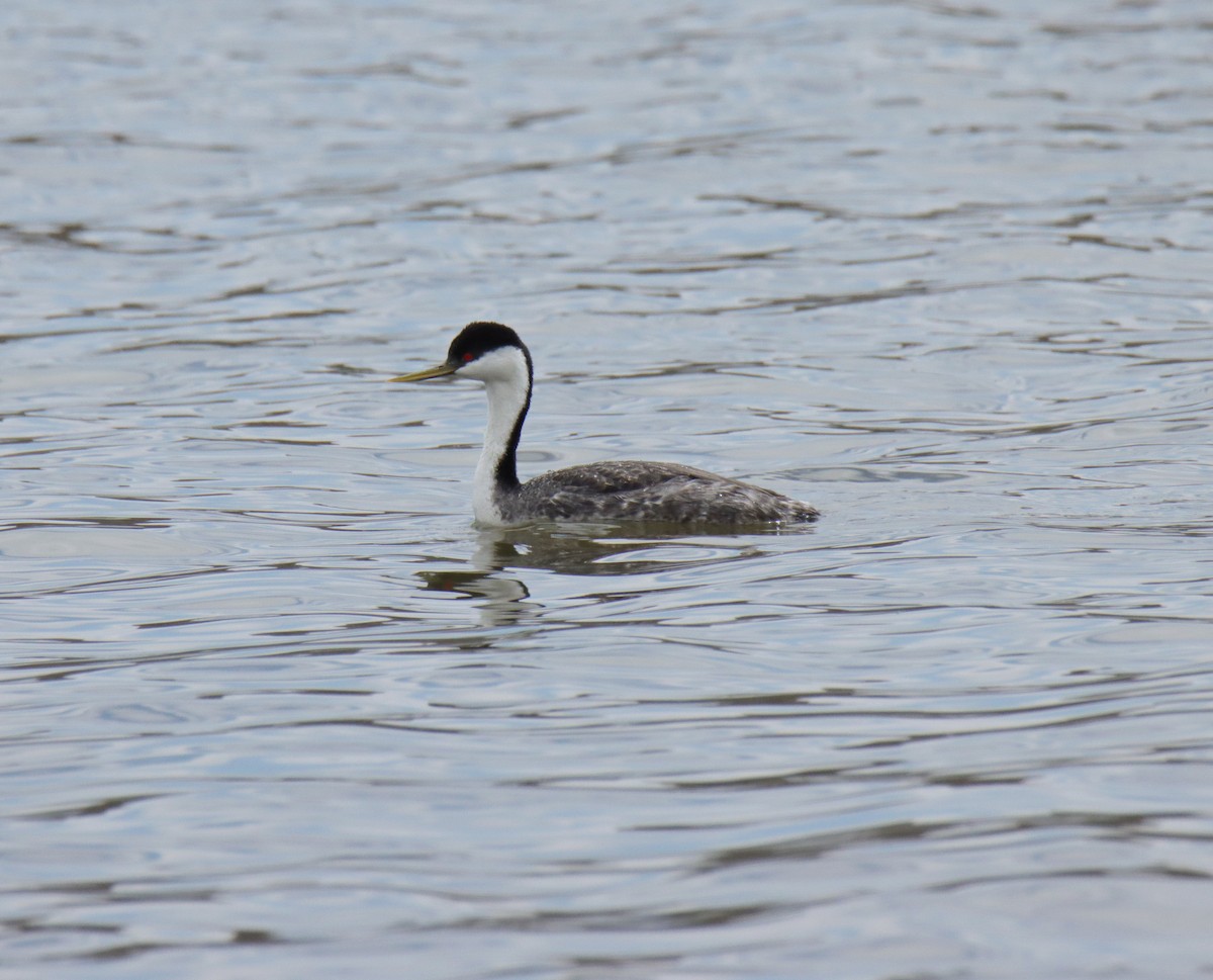 Western Grebe - ML617754888