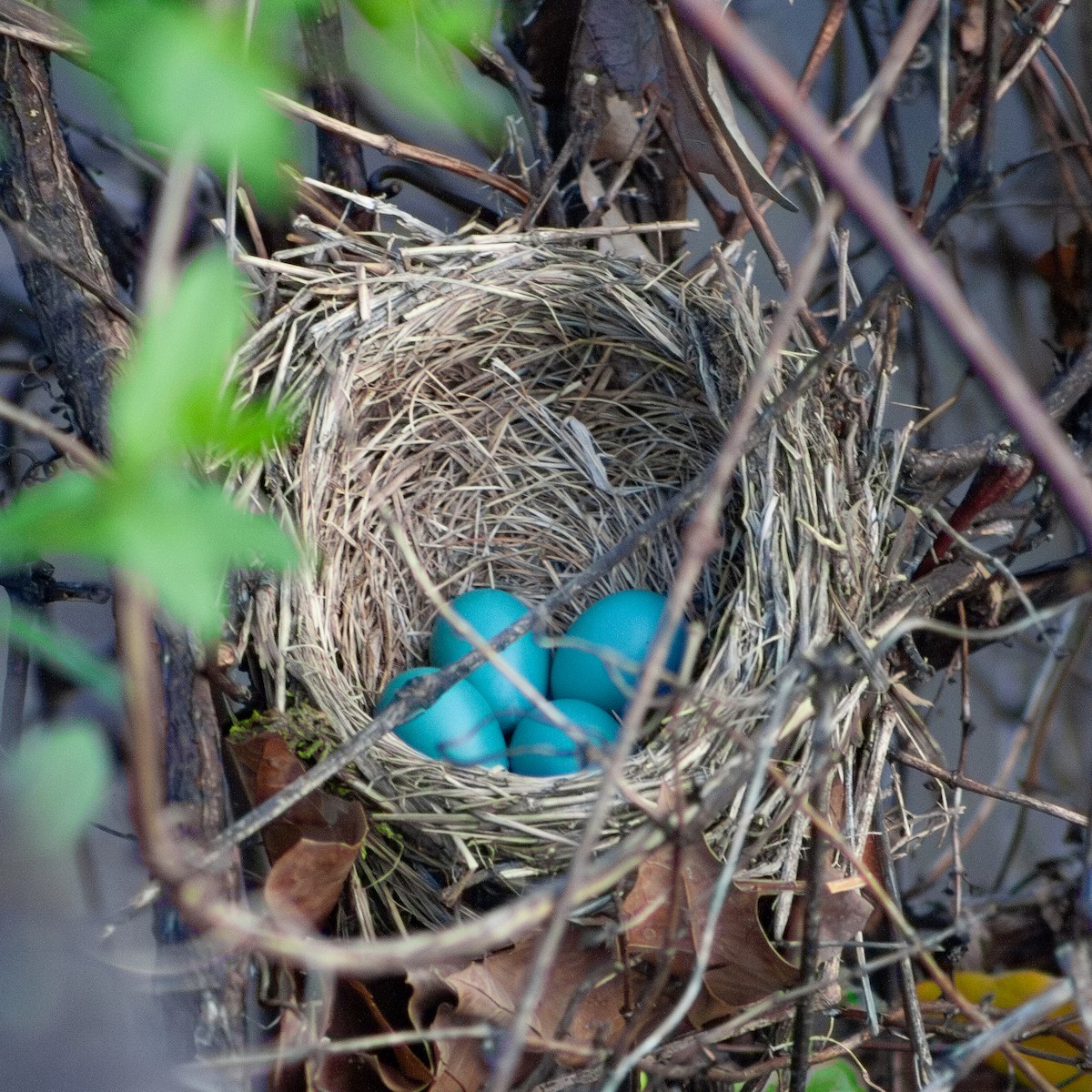 American Robin - ML617754893