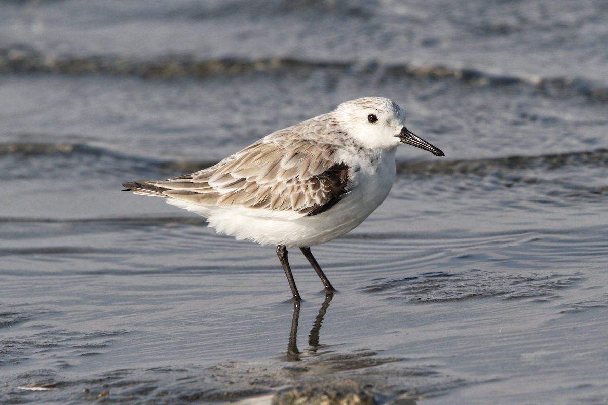 Bécasseau sanderling - ML617754905