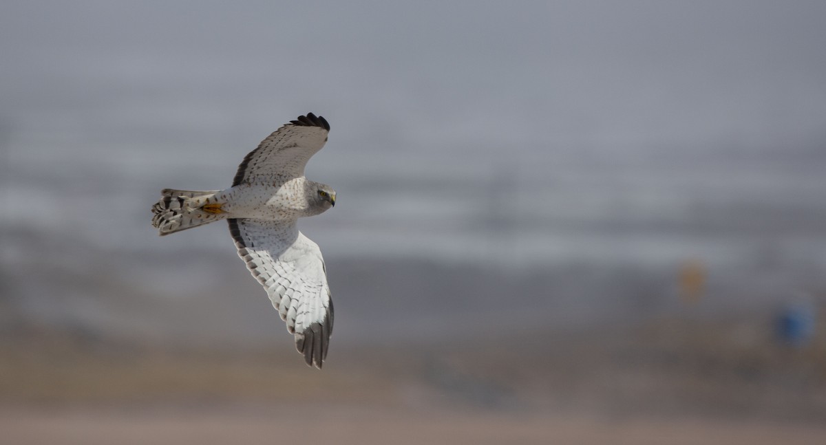 Northern Harrier - ML617754949