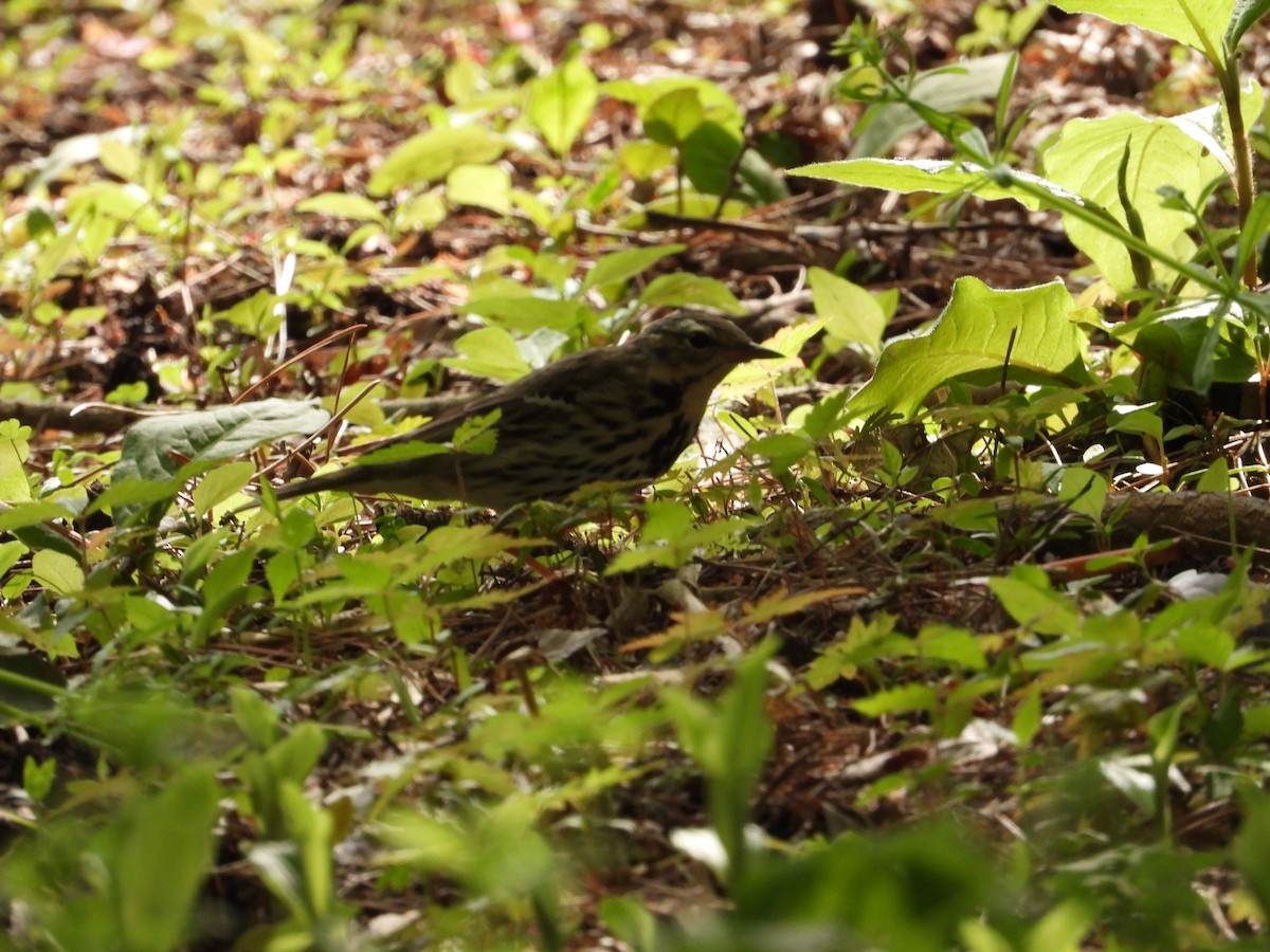 Olive-backed Pipit - Kirk Doerger