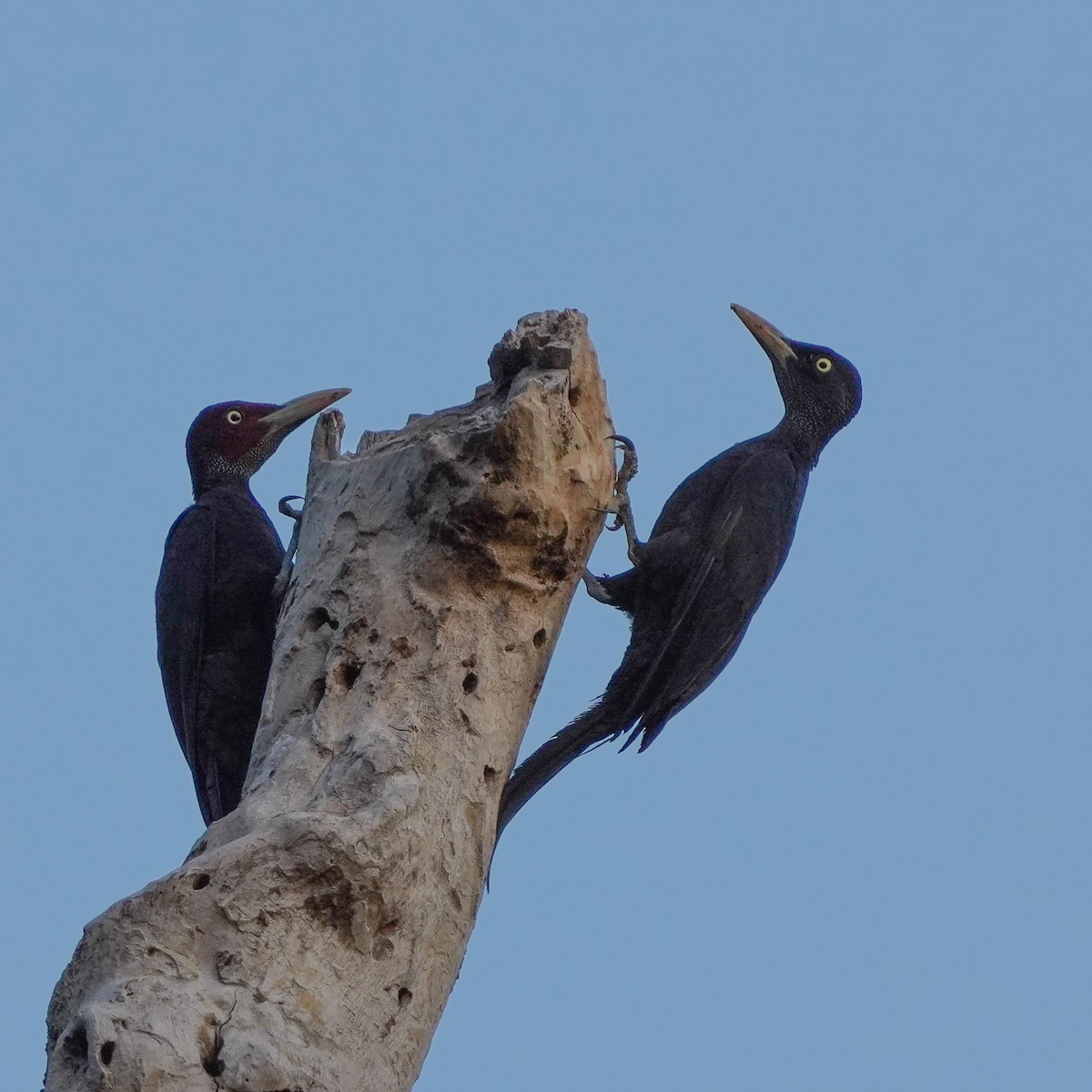 Northern Sooty-Woodpecker - TJ Byrd