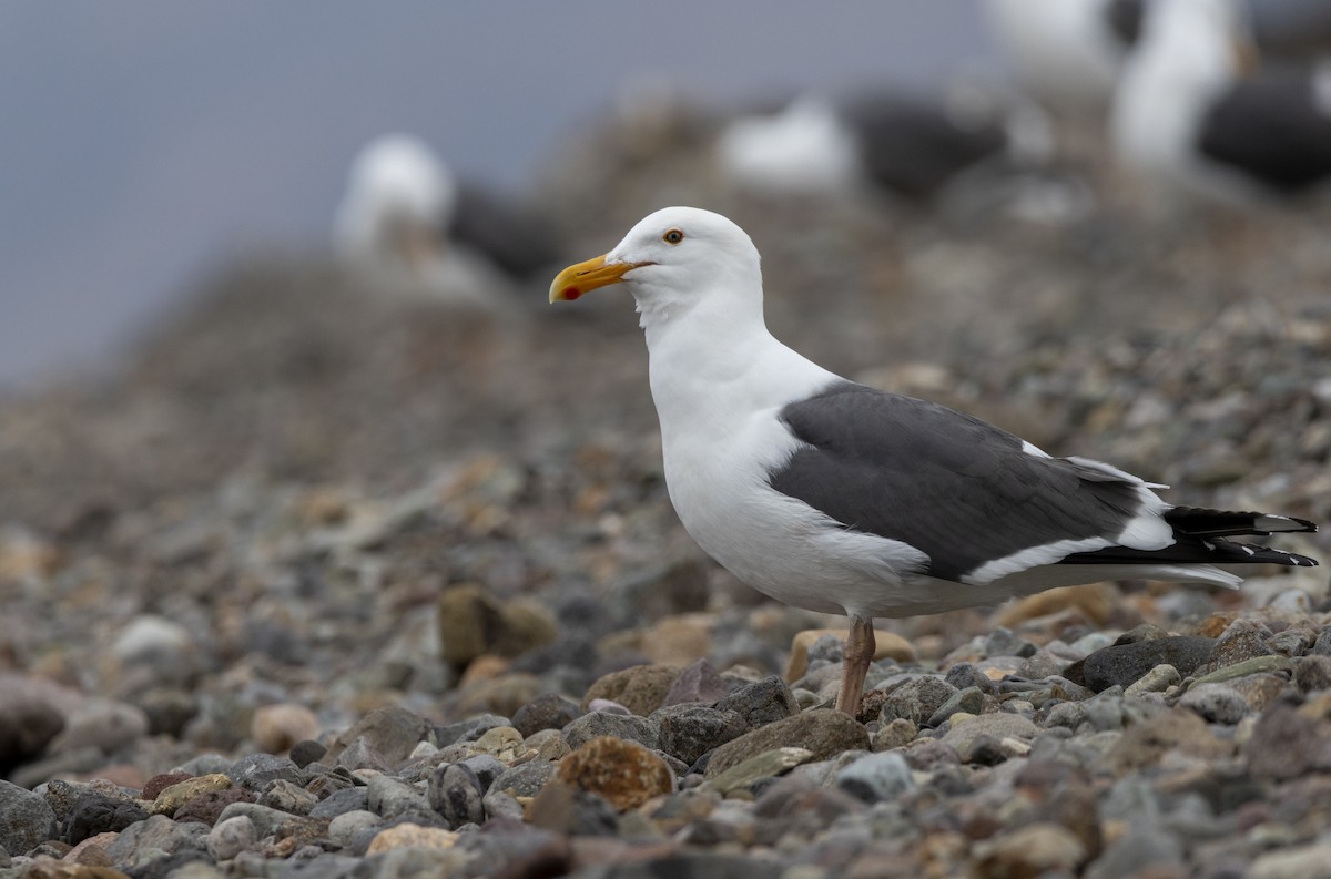 Western Gull - Braxton Landsman