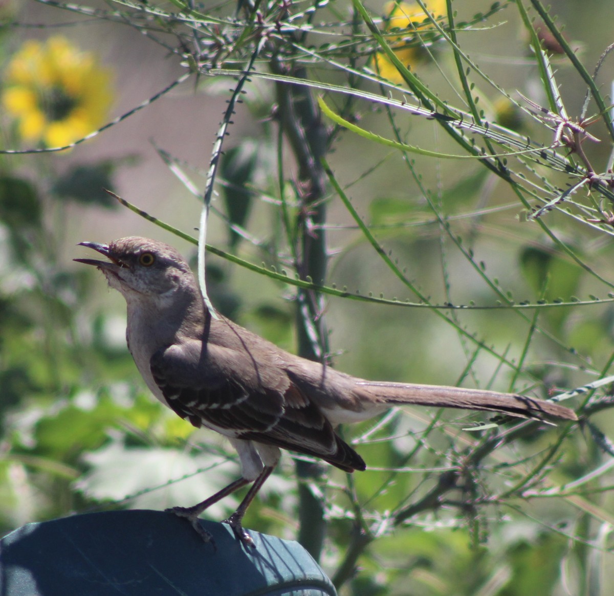 Northern Mockingbird - ML617755029