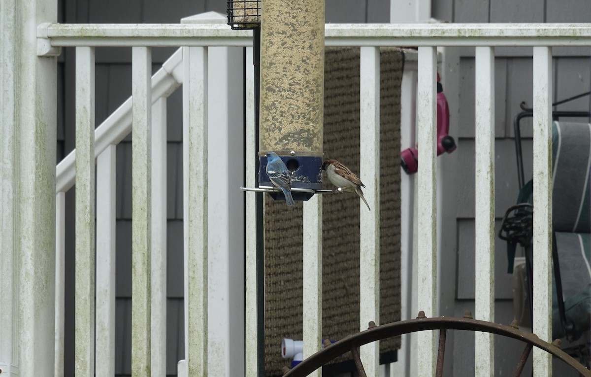 Lazuli Bunting - ML617755087