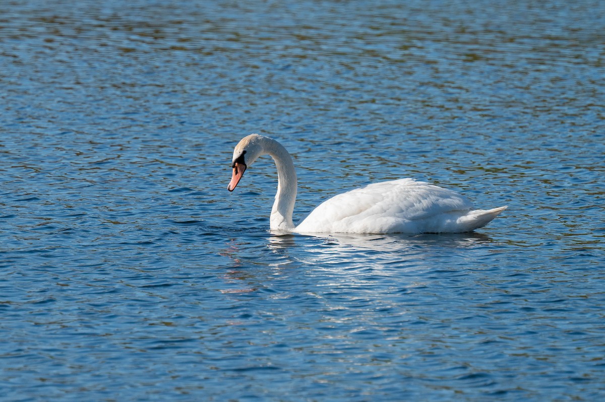 Mute Swan - ML617755092