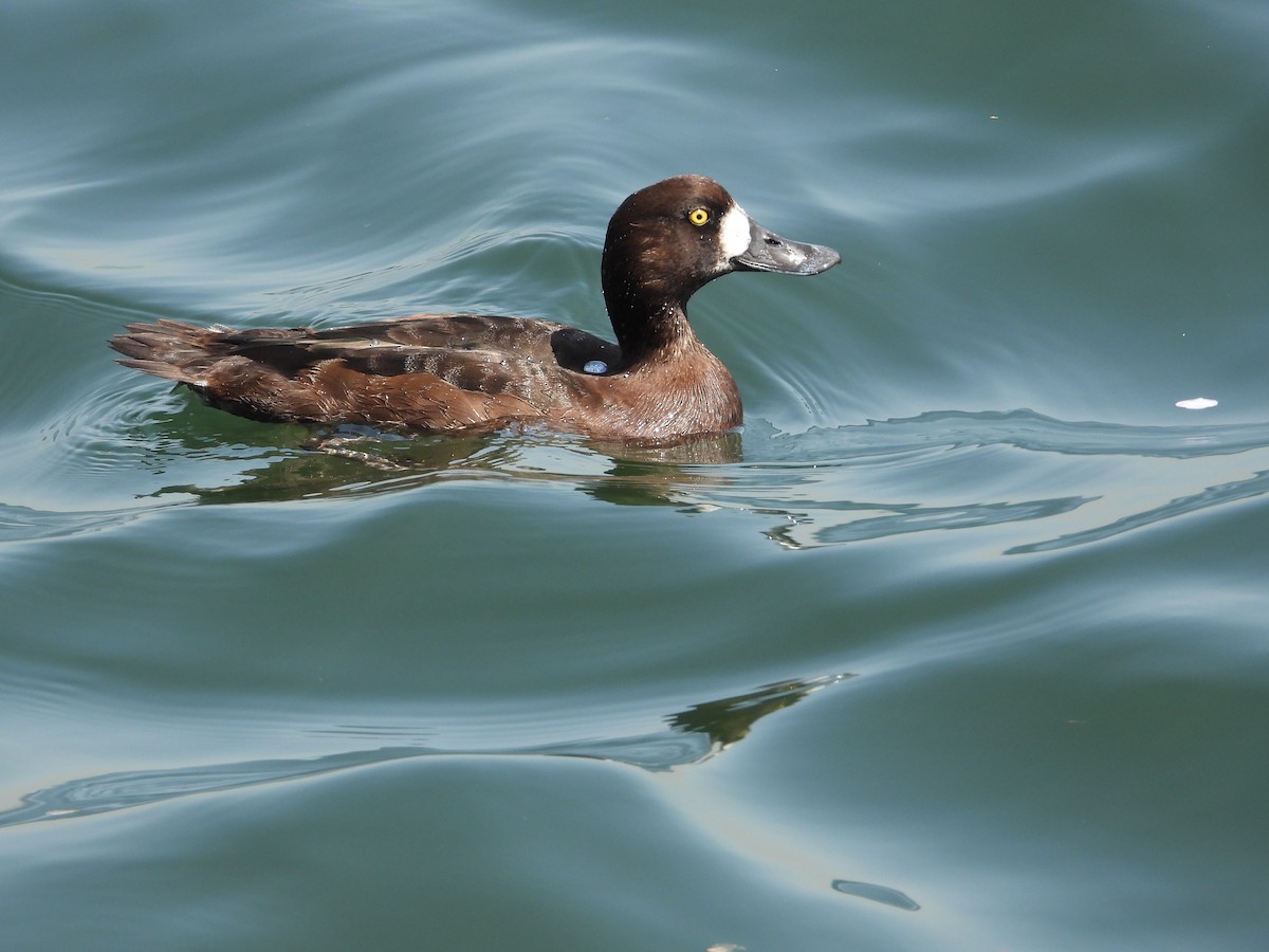 Greater Scaup - ML617755095