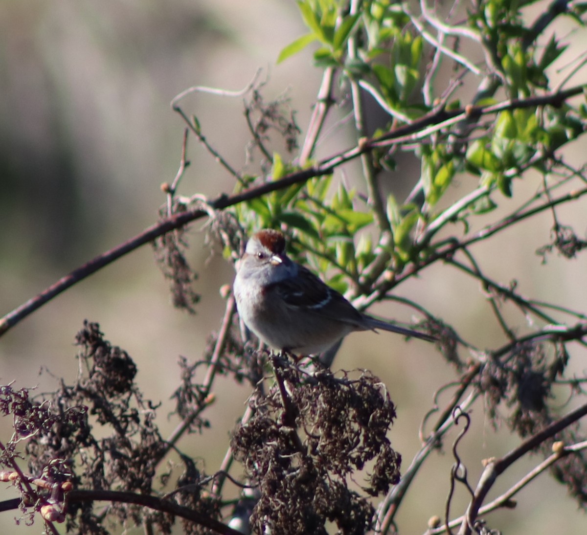 Chipping Sparrow - ML617755102