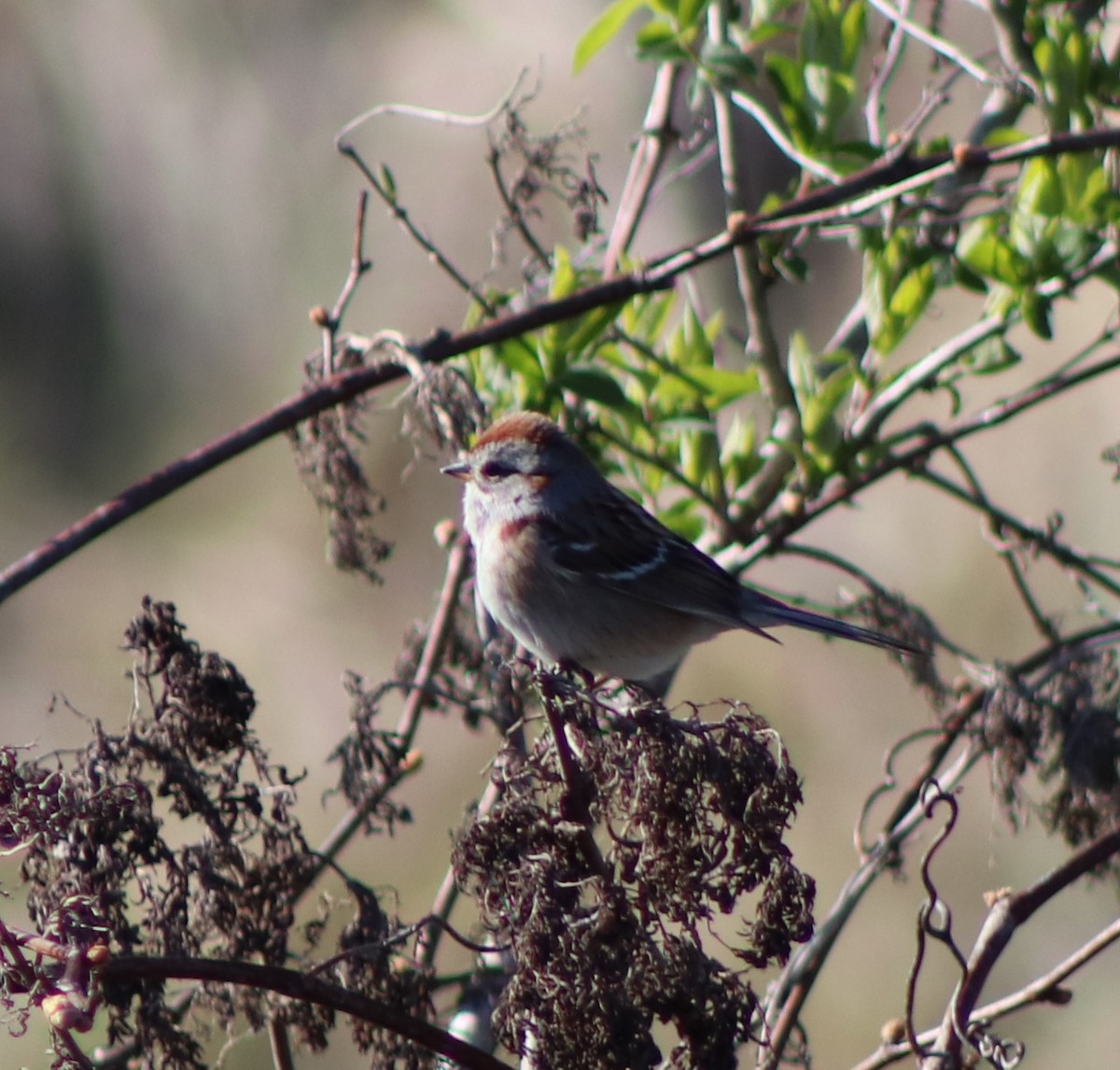 Chipping Sparrow - ML617755103